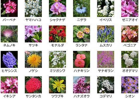 花種類|花のデータベース